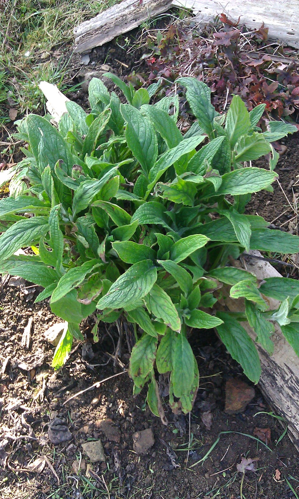 Blitzing the borage…
