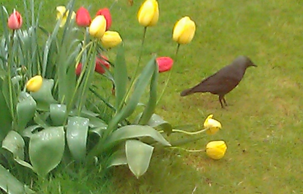 Jackdaws in the garden…