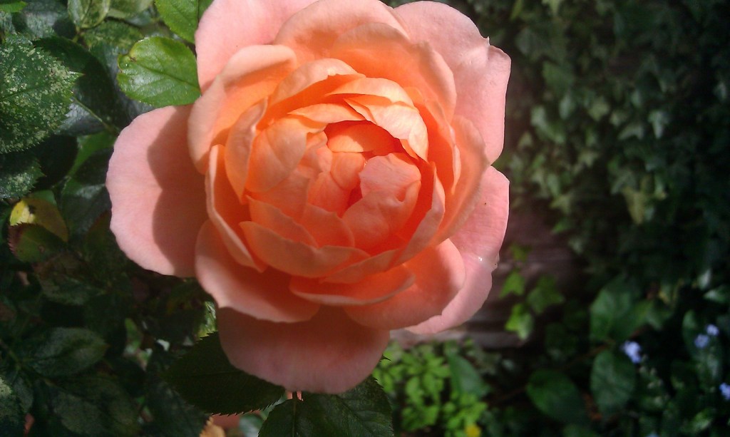 A Good Year For The&nbsp;Roses…