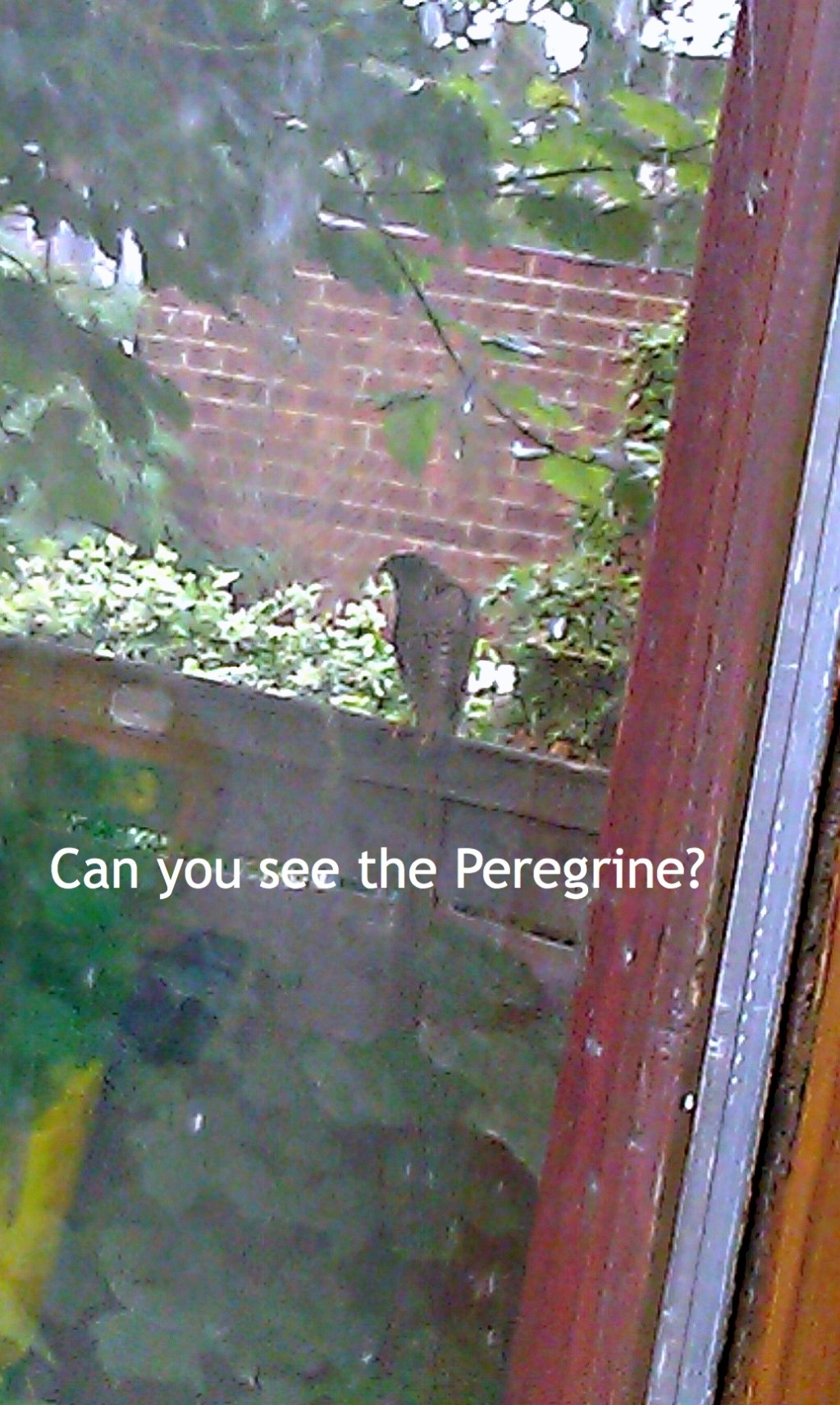 Peregrine on the fence