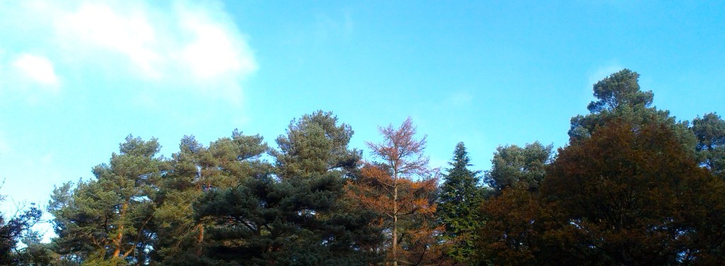 Sunshine through the&nbsp;trees…