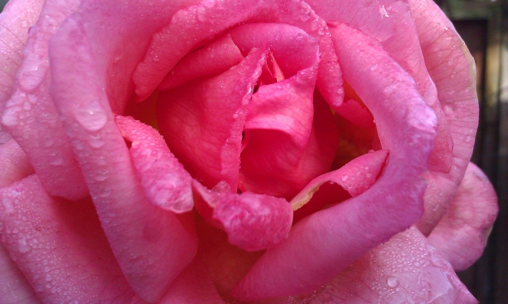 First frosts, last&nbsp;roses…