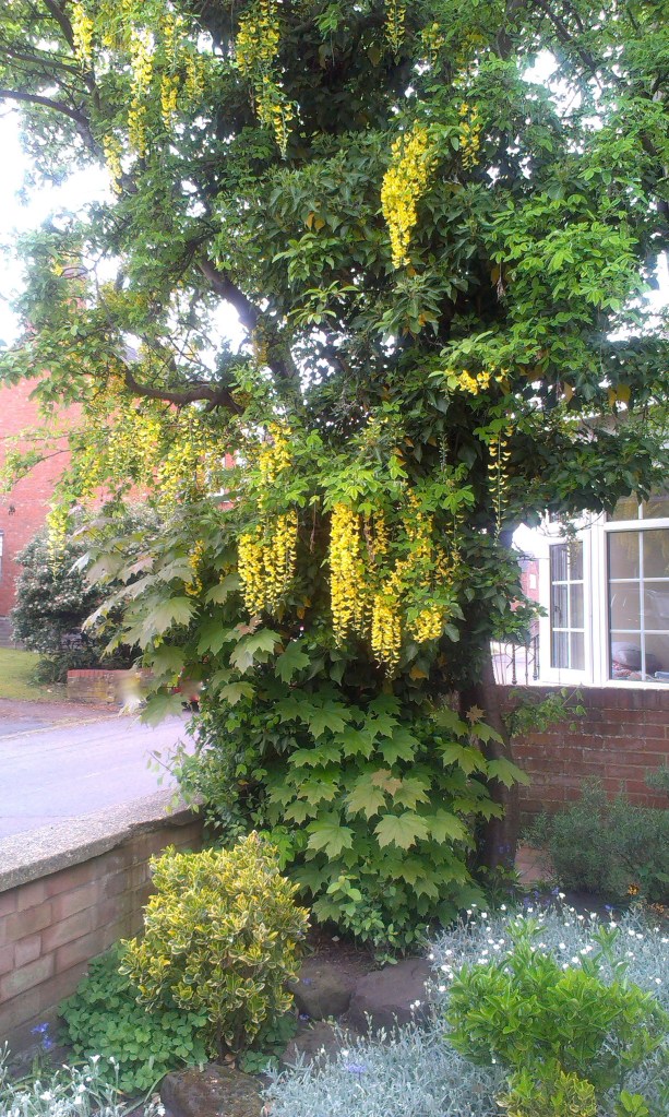 There is no way I could have created a laburnum, sycamore and plum tree combination.