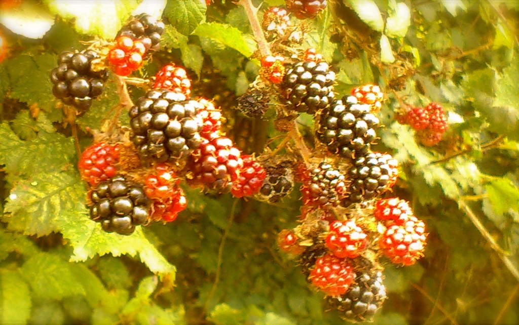 Blackberry breakfast…